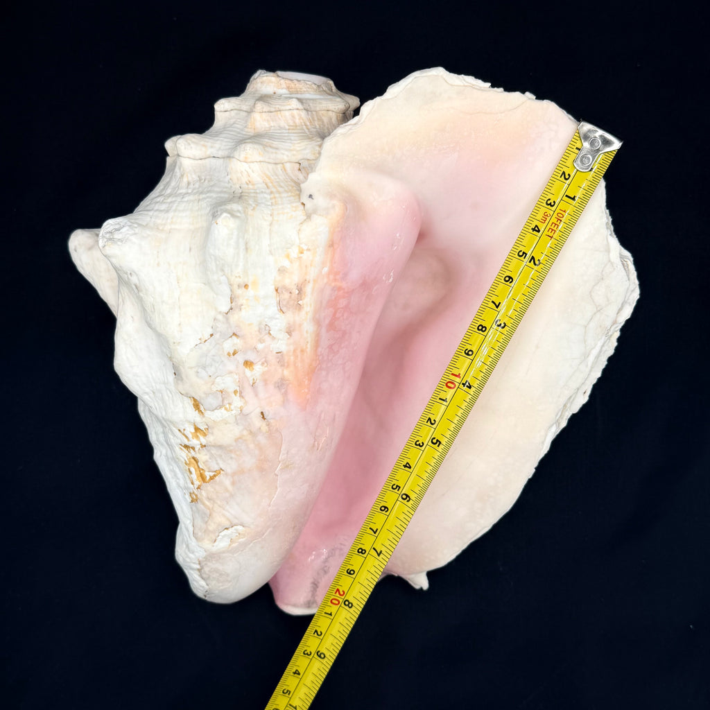 Conch Shell (Large)