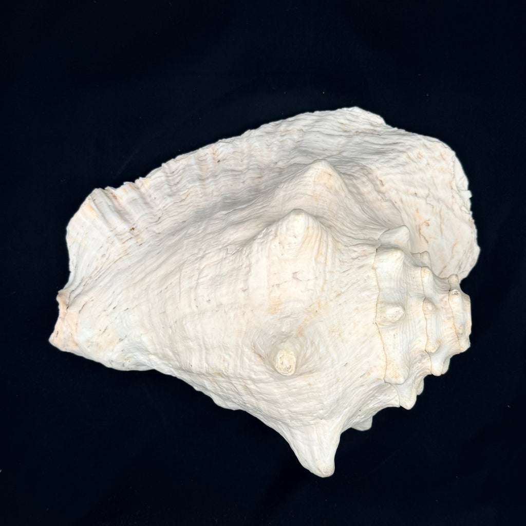 Conch Shell (Large) 